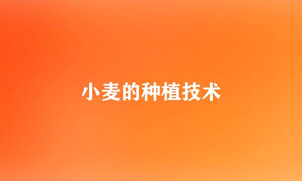 小麦的种植技术