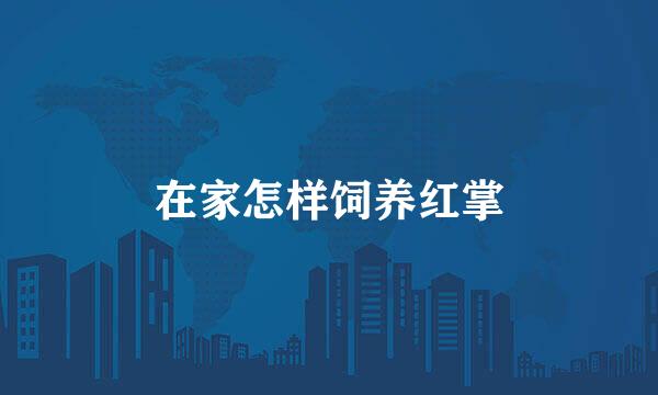 在家怎样饲养红掌
