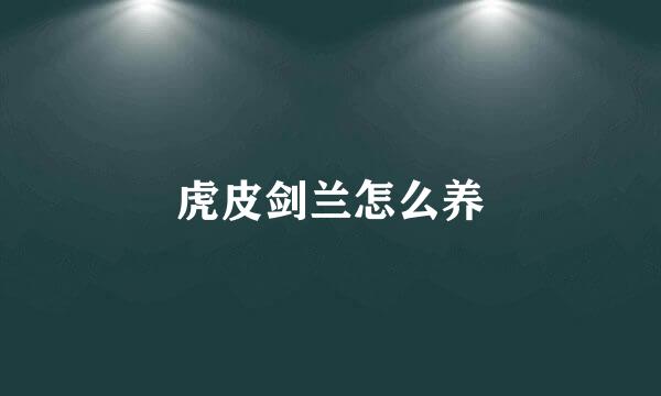 虎皮剑兰怎么养
