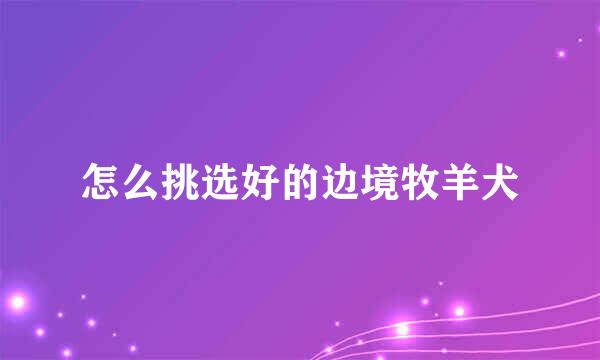 怎么挑选好的边境牧羊犬