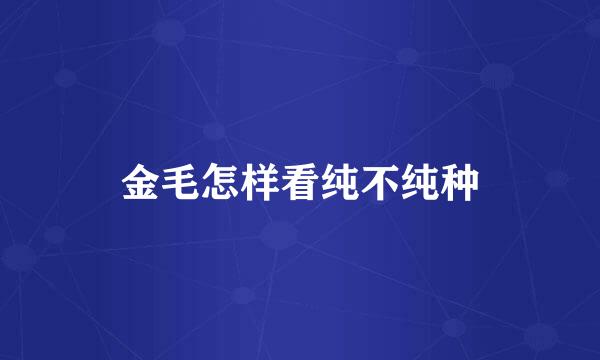 金毛怎样看纯不纯种
