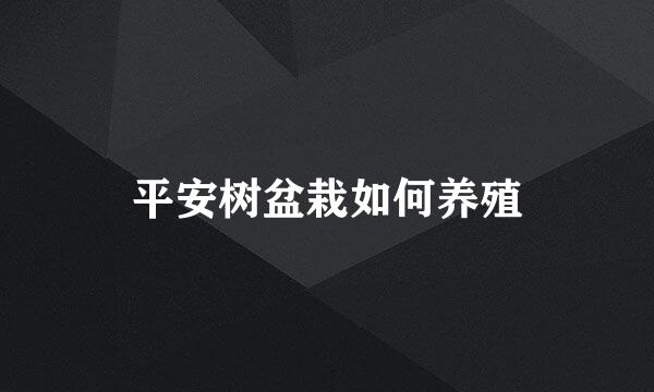 平安树盆栽如何养殖