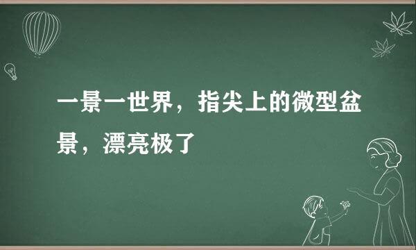 一景一世界，指尖上的微型盆景，漂亮极了