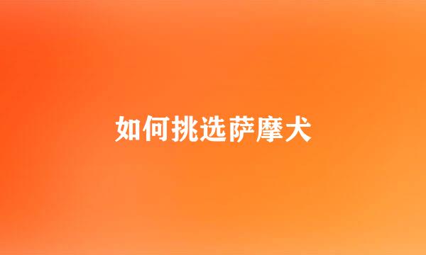 如何挑选萨摩犬