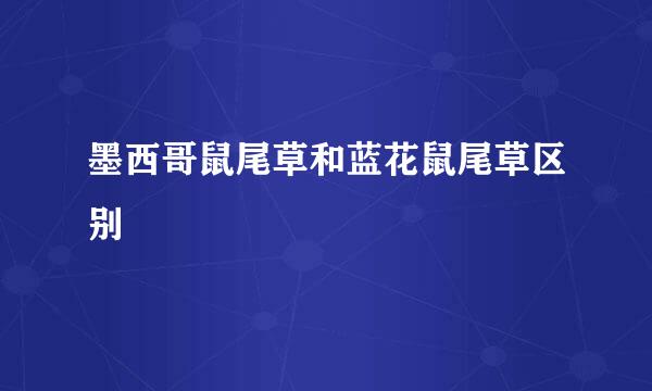 墨西哥鼠尾草和蓝花鼠尾草区别