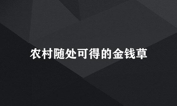 农村随处可得的金钱草
