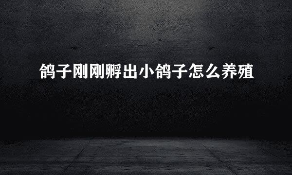 鸽子刚刚孵出小鸽子怎么养殖