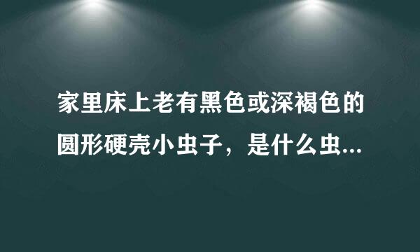 家里床上老有黑色或深褐色的圆形硬壳小虫子，是什么虫？怎么产生的？会对人有危害吗？怎么处理