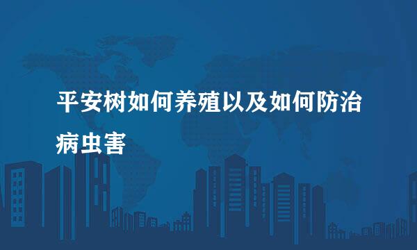 平安树如何养殖以及如何防治病虫害