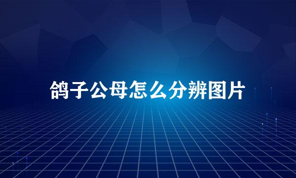 鸽子公母怎么分辨图片