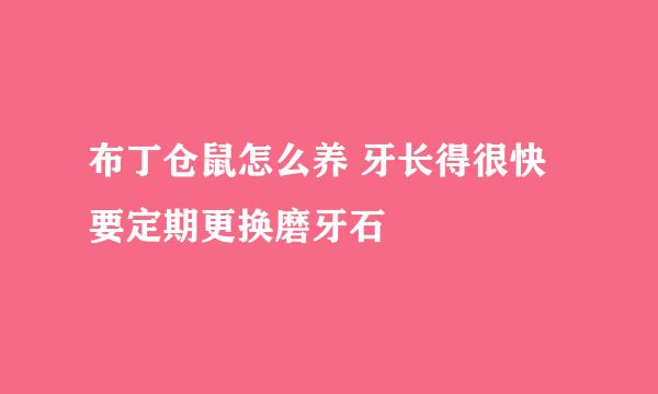 布丁仓鼠怎么养 牙长得很快要定期更换磨牙石