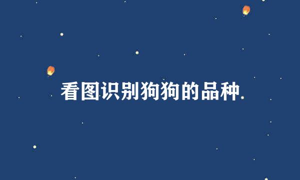 看图识别狗狗的品种