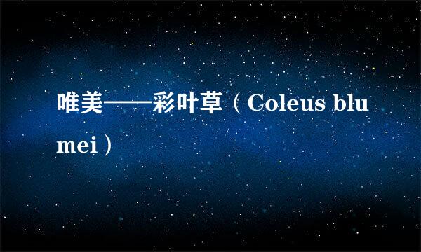 唯美——彩叶草（Coleus blumei）