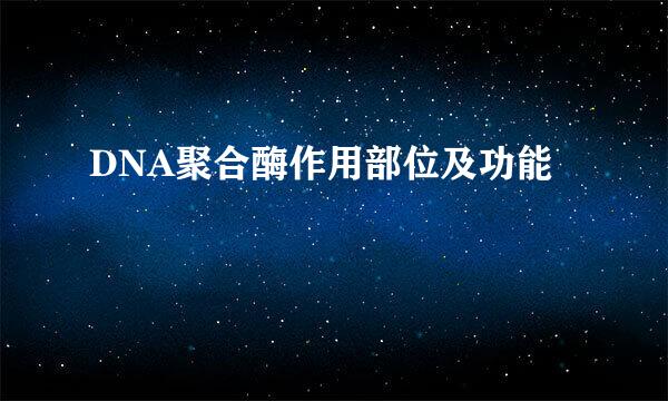 DNA聚合酶作用部位及功能