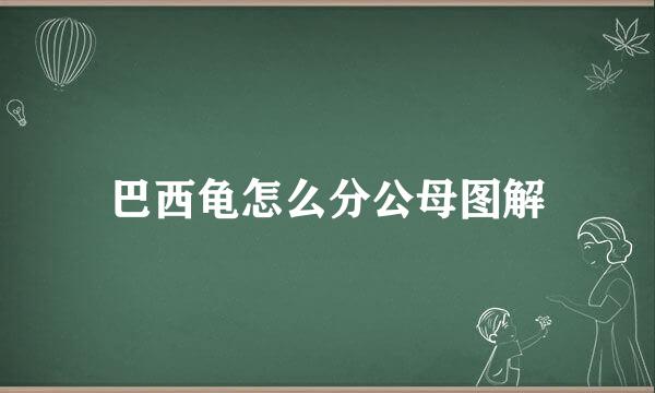 巴西龟怎么分公母图解