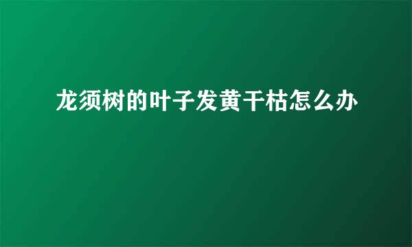 龙须树的叶子发黄干枯怎么办