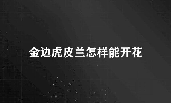 金边虎皮兰怎样能开花
