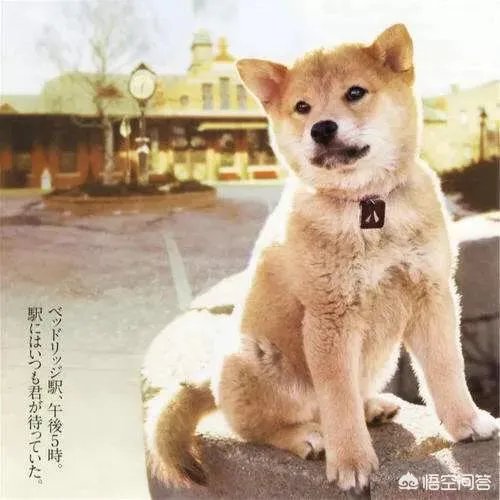 如何看待成都街头流浪小狗求助辅警，守候路边等他下班，最终被收养？