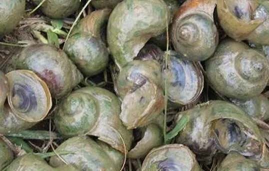 福寿螺疯狂入侵洱海是怎么回事 福寿螺对人体有什么危害