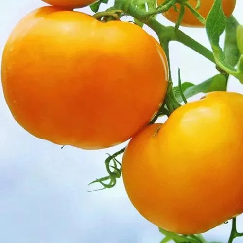 济宁太白路不久就要重修了,大家有什么好的建议给政府提出来?