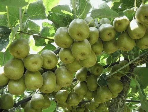 PTFX外汇创始人牛总很出名吗