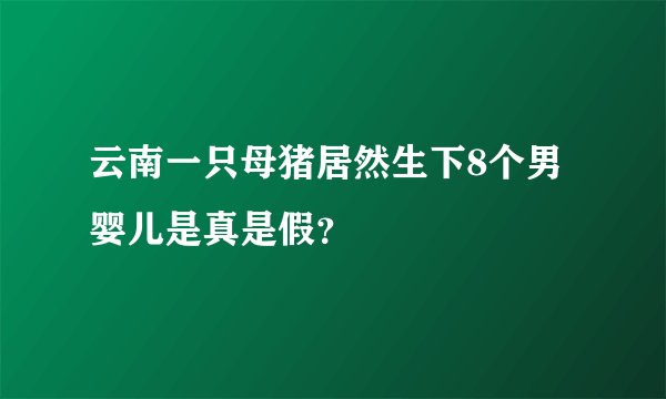 云南一只母猪居然生下8个男婴儿是真是假?