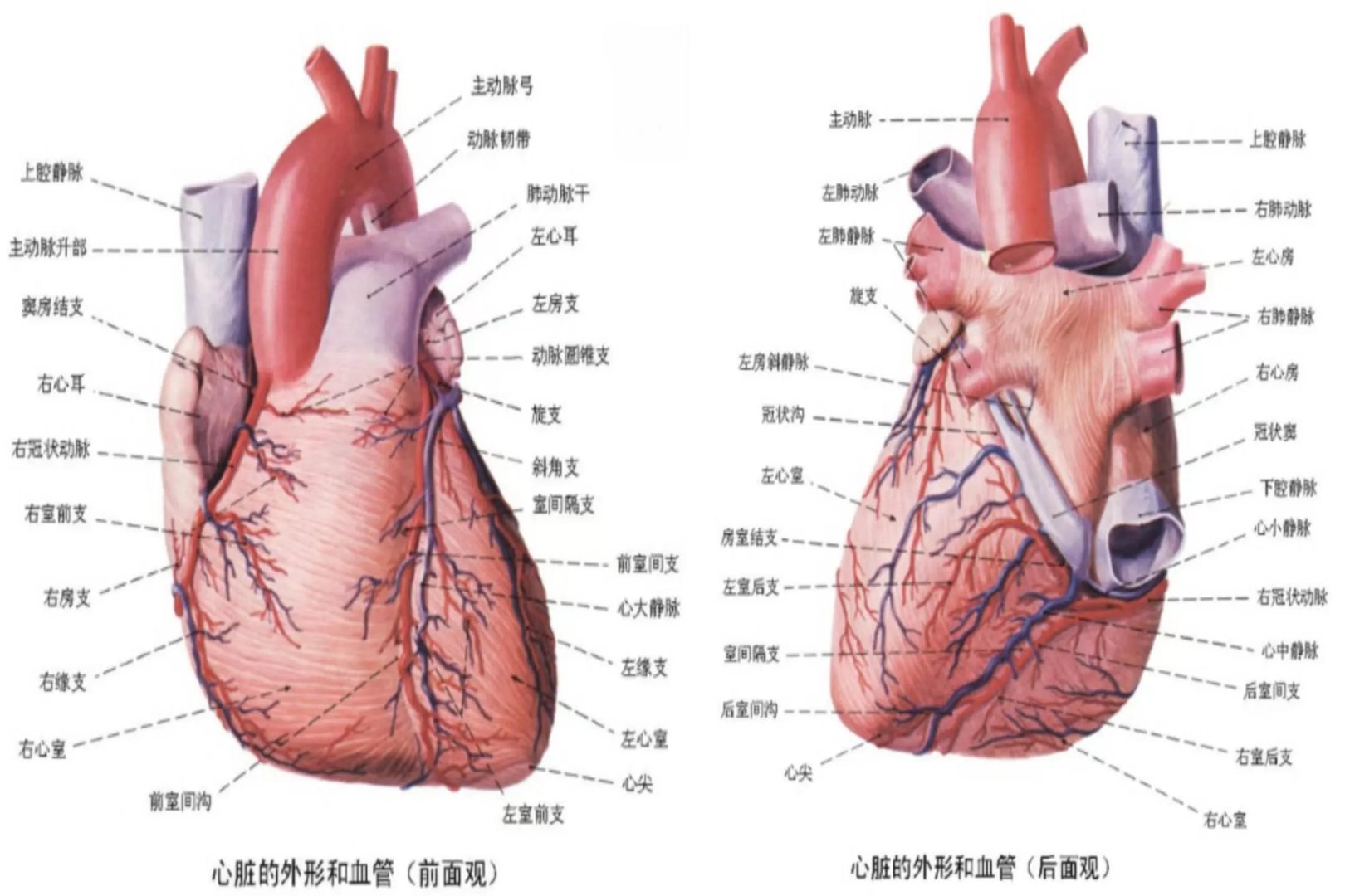 心脏血管解剖图
