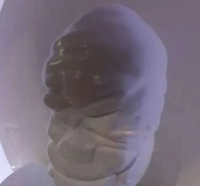 世界上最大的珍珠——老子之珠，如人脑一般大