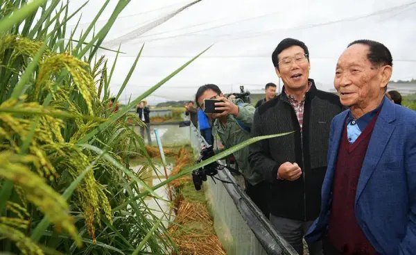 长沙种出巨型稻致敬袁老，两米多高的巨型稻你见过吗？