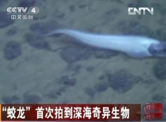 蛟龙号潜水员吓疯事件怎么回事 目击事件真相