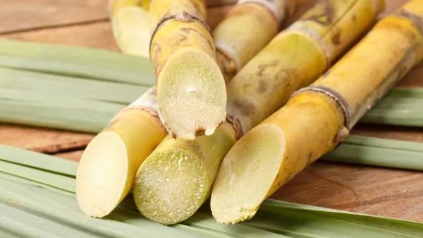 甘蔗的功效与作用是什么?甘蔗上火还是降火?