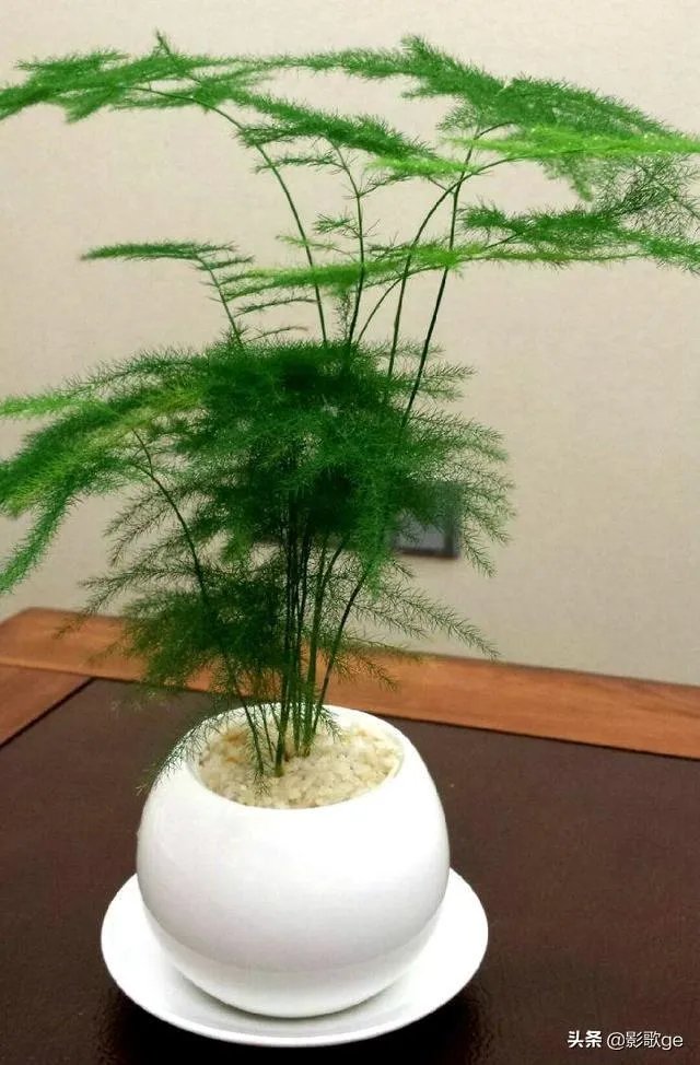 适合养文竹的花盆?