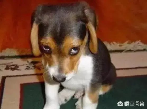 德云社20周年大庆很火爆,20年后的郭德纲及其德云社发展状况会是怎样?