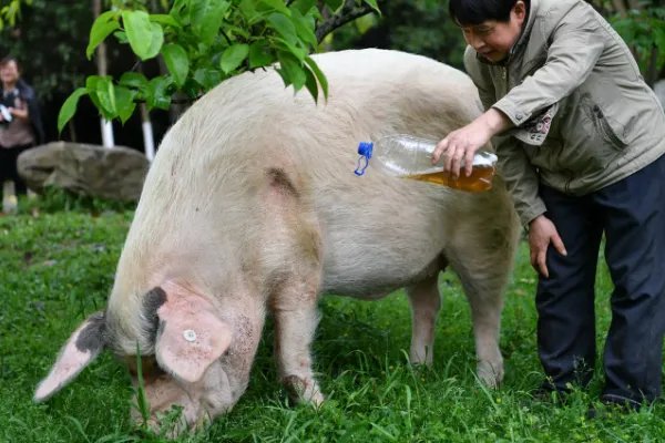 13岁的“猪坚强”再次引起大家关注，为何网友更担心肉价问题？