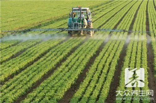 防治白蚁用什么药