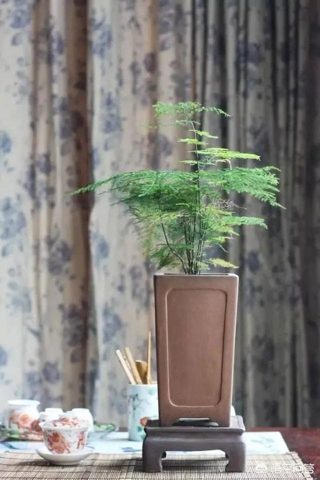 适合养文竹的花盆?