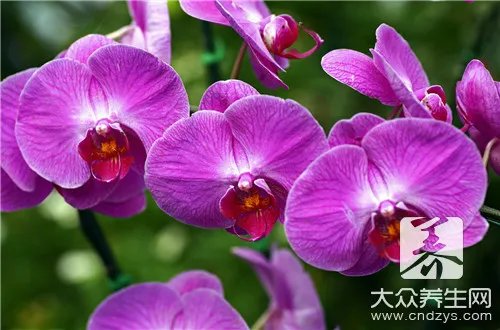  紫皮枫斗的功效与作用