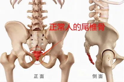 正常人的尾椎骨图片