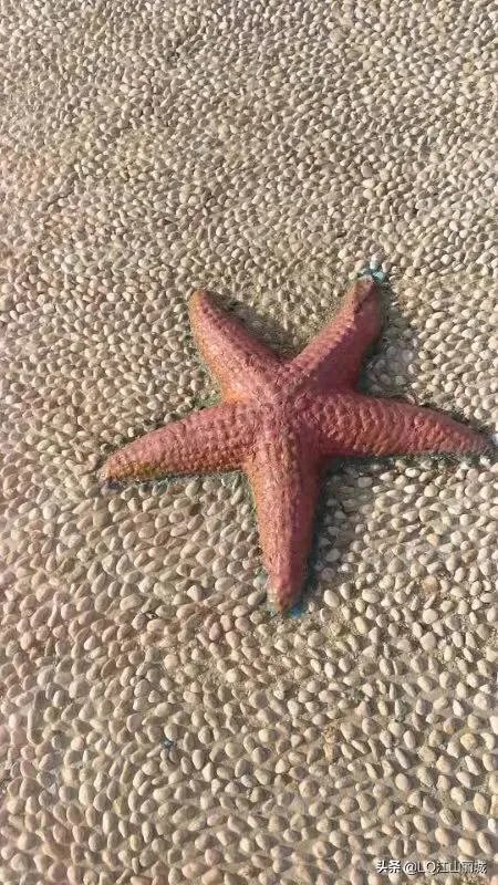 网传李小璐PGone跳同款舞,你怎么看?