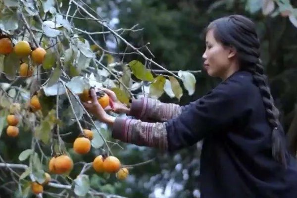 律师称李子柒维权难度较大,这是为什么?