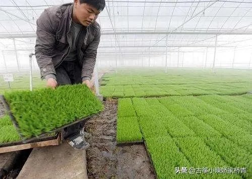 华为与袁隆平合作开发海水稻。你怎样看海水稻经济效益？是否可行？