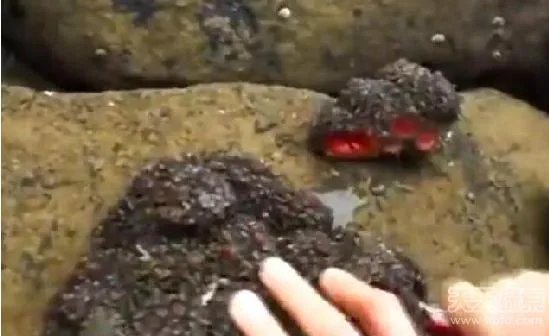 男子捡到奇石:切开后惊呆众人（竟是鲜嫩嫩的肉）
