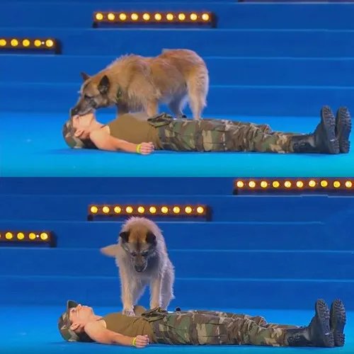 神医狗狗上演人工呼吸 揭底汪星人如何刷新你的三观