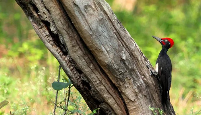 现代安全帽的发明是受到了什么动物的启发 人们根据什么动物发明了新型安全帽