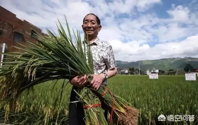 华为与袁隆平合作开发海水稻。你怎样看海水稻经济效益？是否可行？