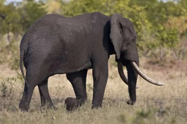 非洲博茨瓦纳数百头大象神秘死亡，诡异背后是何原因？