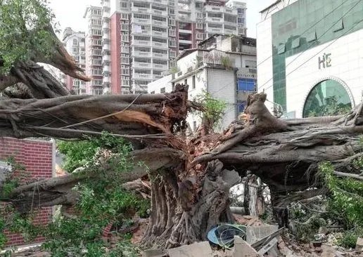 广东1100多岁古榕树倒塌，古榕树倒塌的原因是什么？