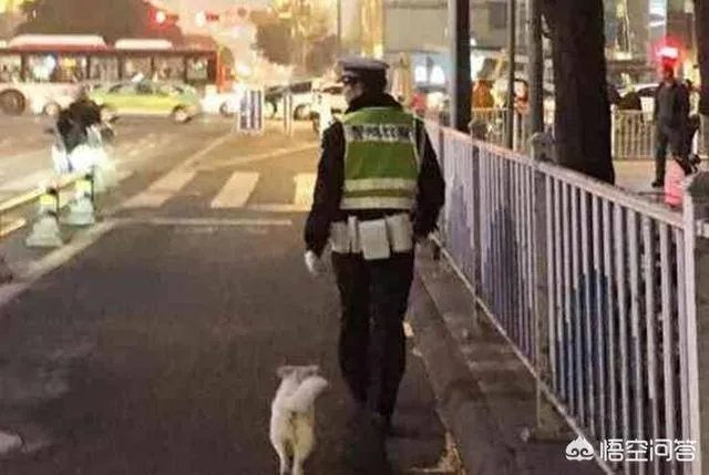 如何看待成都街头流浪小狗求助辅警，守候路边等他下班，最终被收养？