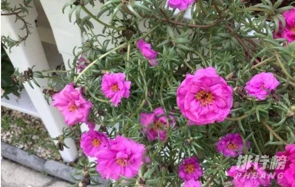 ipad2020参数配置_苹果ipad2020配置