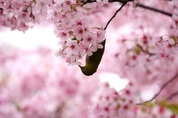 繁体字网名设计